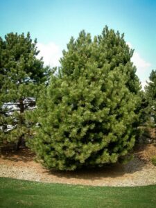 Сосна Чёрная (Pinus Nigra) купить по цене от 270.00р. в интернет-магазине «Посадика» с доставкой почтой в в Котовске и по всей России – [изображение №1].