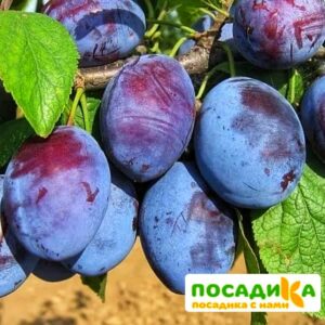 Слива Чачакская ранняя купить по цене от 229.00р. в интернет-магазине «Посадика» с доставкой почтой в в Котовске и по всей России – [изображение №1].