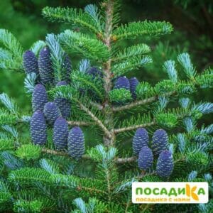 Пихта корейская (Abies koreana) купить по цене от 450.00р. в интернет-магазине «Посадика» с доставкой почтой в в Котовске и по всей России – [изображение №1].