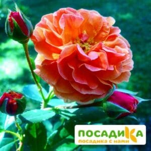 Роза Арабия купить по цене от 350.00р. в интернет-магазине «Посадика» с доставкой почтой в в Котовске и по всей России – [изображение №1].