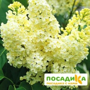 Сирень Примроуз (Primrose) купить по цене от 529.00р. в интернет-магазине «Посадика» с доставкой почтой в в Котовске и по всей России – [изображение №1].