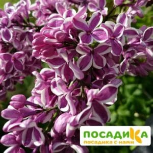 Сирень Сенсация купить по цене от 529.00р. в интернет-магазине «Посадика» с доставкой почтой в в Котовске и по всей России – [изображение №1].