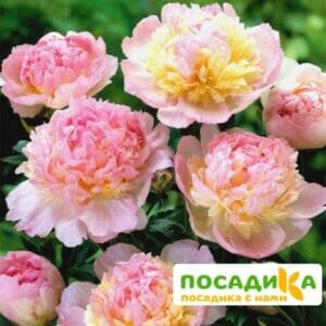 Пион Распберри Сандей (Paeonia Raspberry Sundae) купить по цене от 959р. в интернет-магазине «Посадика» с доставкой почтой в в Котовске и по всей России – [изображение №1].