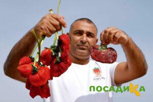 Клубника Гигант Джорнея купить по цене от 266р. в интернет-магазине «Посадика» с доставкой почтой в в Котовске и по всей России – [изображение №1].