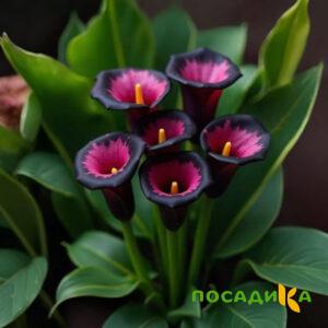 Калла Аура Лейс купить по цене от 400р. в интернет-магазине «Посадика» с доставкой почтой в в Котовске и по всей России – [изображение №1].