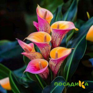 Калла Оникс купить по цене от 450р. в интернет-магазине «Посадика» с доставкой почтой в в Котовске и по всей России – [изображение №1].
