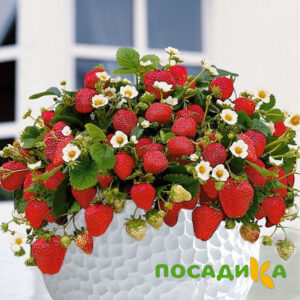 Клубника Рубиновый Шепот (горшечная) купить по цене от 240р. в интернет-магазине «Посадика» с доставкой почтой в в Котовске и по всей России – [изображение №1].