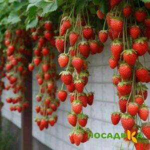 Клубника вьющаяся Комплимент купить по цене от 470р. в интернет-магазине «Посадика» с доставкой почтой в в Котовске и по всей России – [изображение №1].