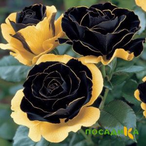 Роза Ханни Сикл купить по цене от 700р. в интернет-магазине «Посадика» с доставкой почтой в в Котовске и по всей России – [изображение №1].