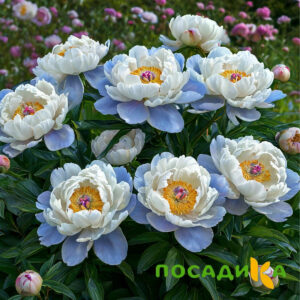 Пион акварельный Этюд купить по цене от 806р. в интернет-магазине «Посадика» с доставкой почтой в в Котовске и по всей России – [изображение №1].