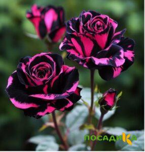 Роза Багровый Шепот купить по цене от 366р. в интернет-магазине «Посадика» с доставкой почтой в в Котовске и по всей России – [изображение №1].