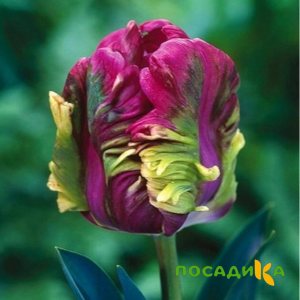 Тюльпан Экзотик Хэвен купить по цене от 186р. в интернет-магазине «Посадика» с доставкой почтой в в Котовске и по всей России – [изображение №1].