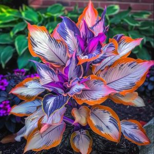 Хоста Эмеральд Тиара купить по цене от 602р. в интернет-магазине «Посадика» с доставкой почтой в в Котовске и по всей России – [изображение №1].